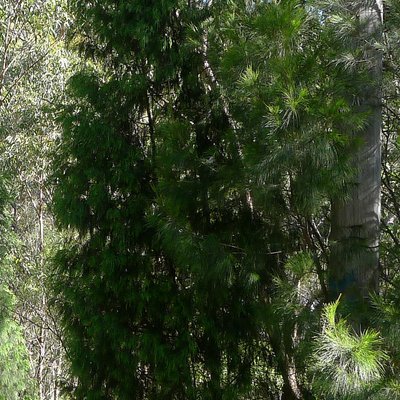 Image of Port Jackson Pine
