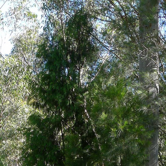 Image of Port Jackson Pine