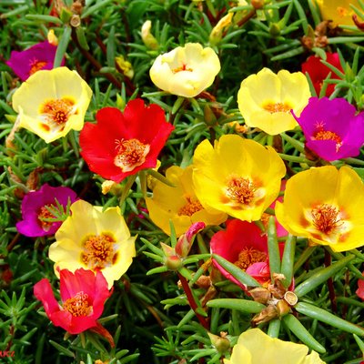 Image of Portulaca