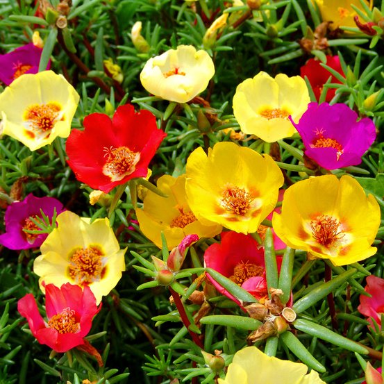 Image of Portulaca