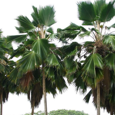 Image of Fiji Fan Palm 