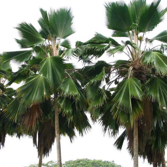 Image of Fiji Fan Palm 