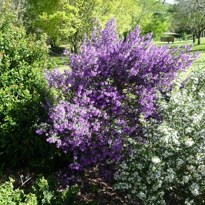 Image of Mint Bush