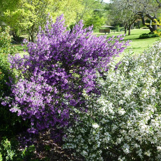 Image of Mint Bush