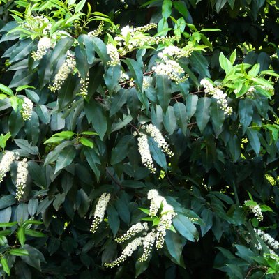 Image of Portugese Laurel