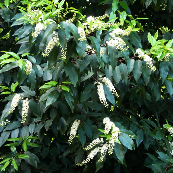Image of Portugese Laurel