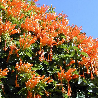 Image of Orange Trumpet Vine 
