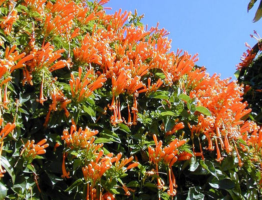 Image of Orange Trumpet Vine 
