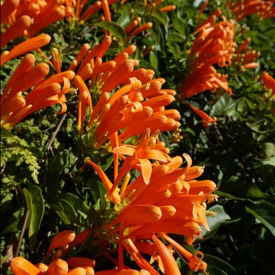 Image of Orange Trumpet Flower or Flame Vine