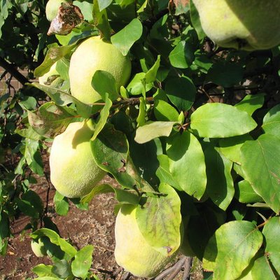 Image of Quince