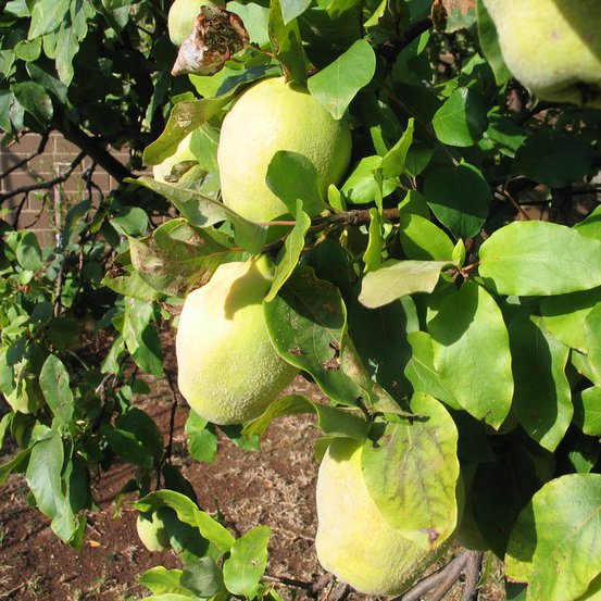 Image of Quince