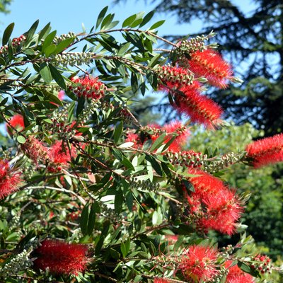 Image of Red Bottlebrush