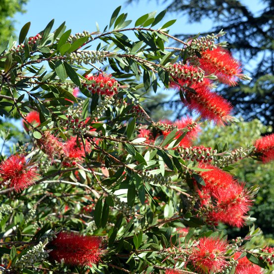 Image of Red Bottlebrush