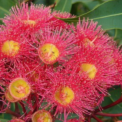 Image of Red Flowering Gum