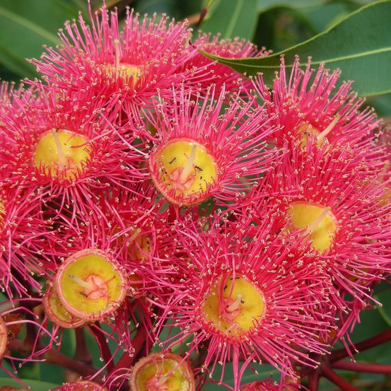 Image of Red Flowering Gum