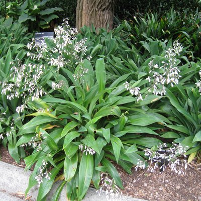 Image of Renga Renga Lily