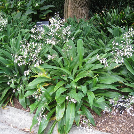 Image of Renga Renga Lily