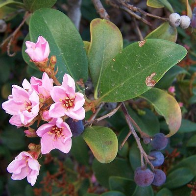 Image of Hybrid Indian Hawthorn