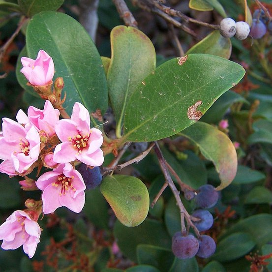 Image of Hybrid Indian Hawthorn