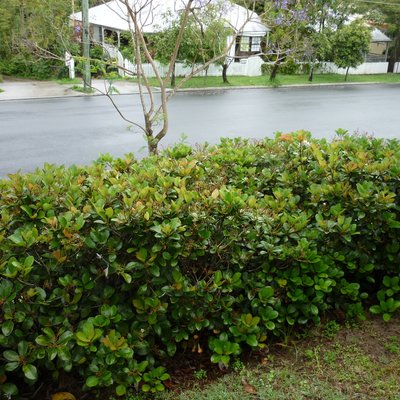Image of Yeddo Hawthorn