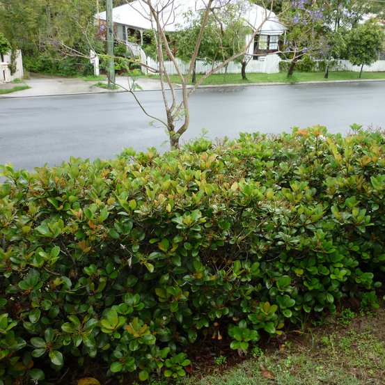 Image of Yeddo Hawthorn