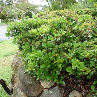 Image of Indian Hawthorn