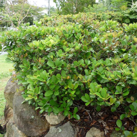 Image of Indian Hawthorn