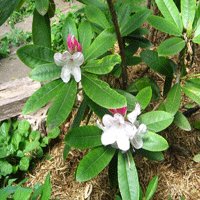 Image of  Rhododendron 
