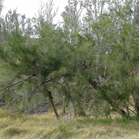 Image of River She-oak