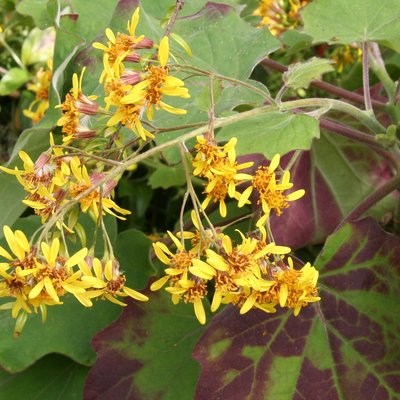 Image of California Geranium, Velvet Groundsel