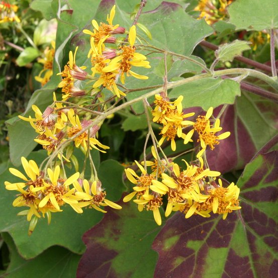 Image of California Geranium, Velvet Groundsel