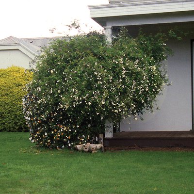 Image of Banksia Rose
