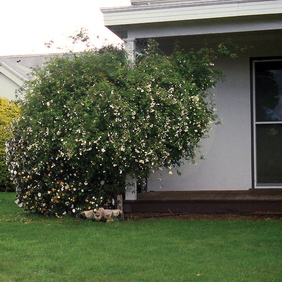 Image of Banksia Rose