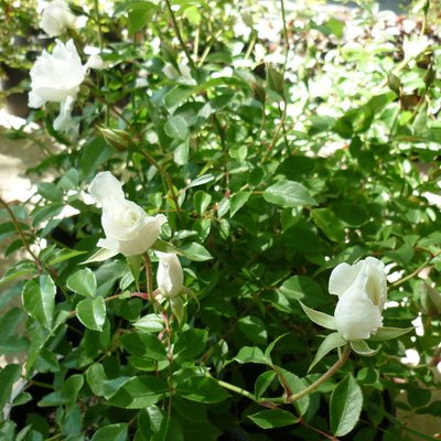 Image of Rose Iceberg