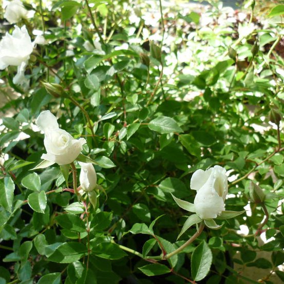 Image of Rose Iceberg