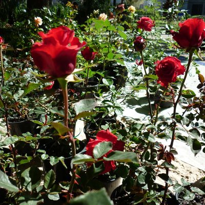 Image of Rose Red