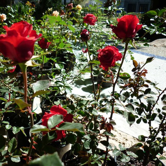 Image of Rose Red