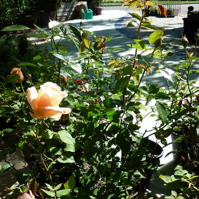 Image of Rose Bouquet