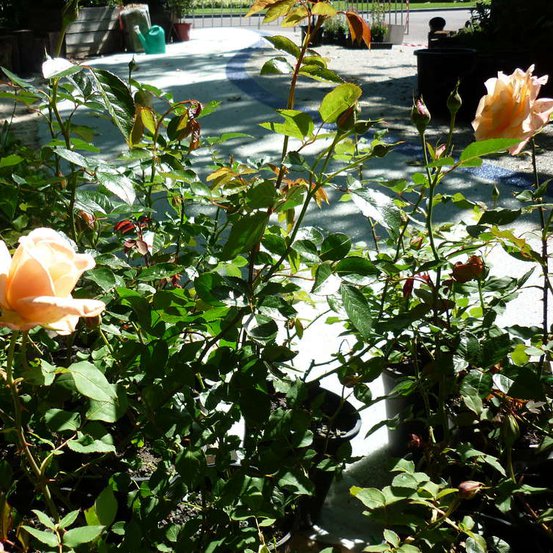 Image of Rose Bouquet