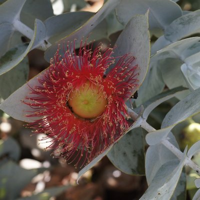 Image of Rose Mallee