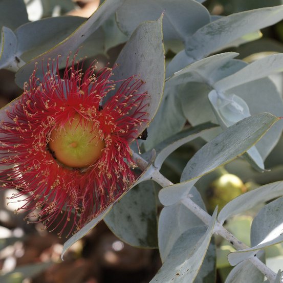 Image of Rose Mallee