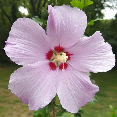 Image of Rose of Sharon