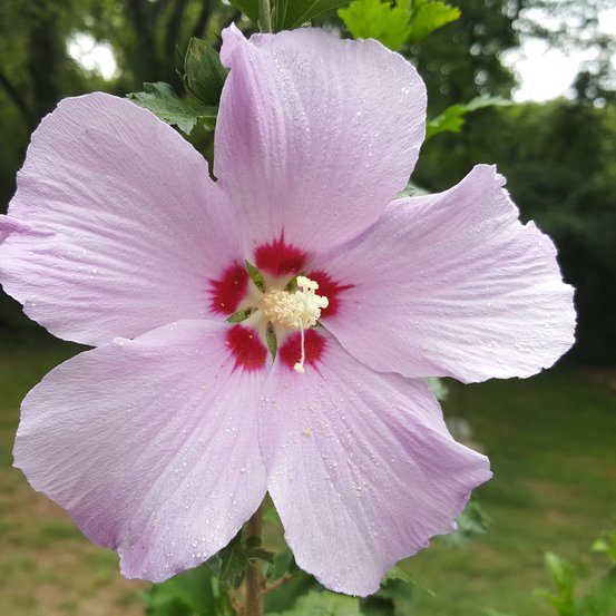 Image of Rose of Sharon