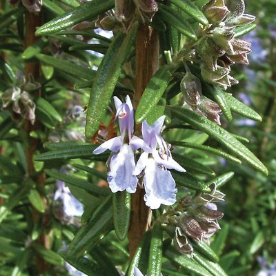 Image of Rosemary