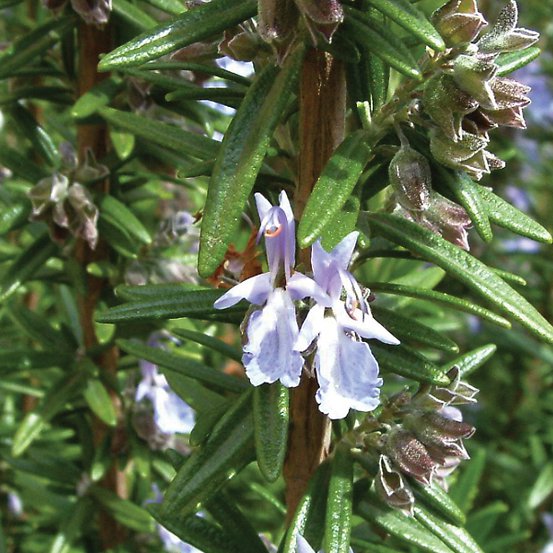 Image of Rosemary