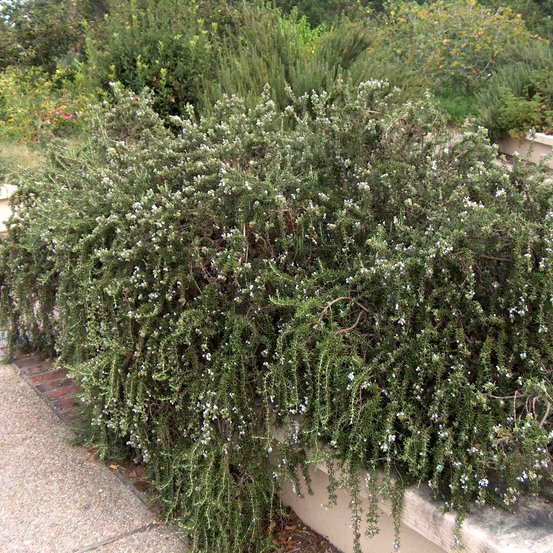 Image of Prostrate Rosemary
