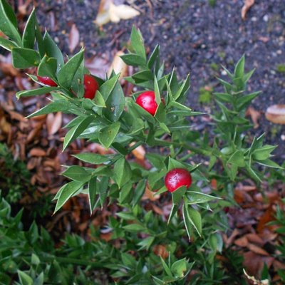 Image of Butchers Broom