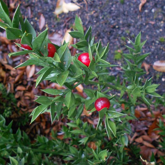 Image of Butchers Broom