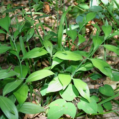 Image of Broom