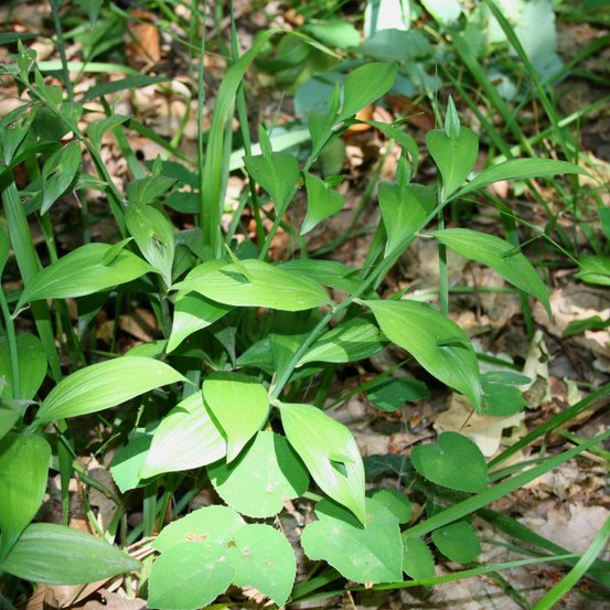 Image of Broom